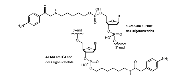 4-Carboxymethylaniline (4-CMA) at the 3´- or 5´-end of an oligonucleotide