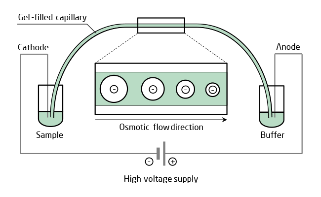 Schematischer Aufbau einer Kapillar-Gelelektrophorese