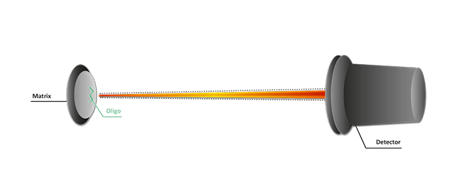 Maldi TOF mass spectroscopy