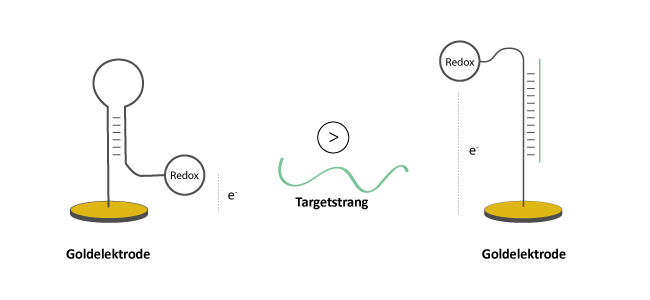 Konformationsänderung einer Redoxsonde nach Hybridisierung eines Target Moleküls