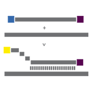 dual-labelled probe