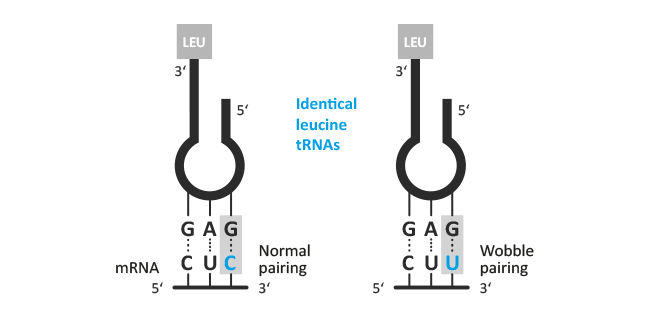 wobble base pairing