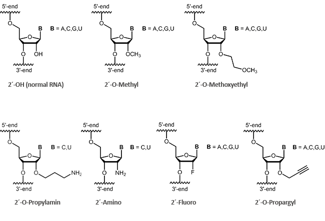 2´-modifizierte RNA