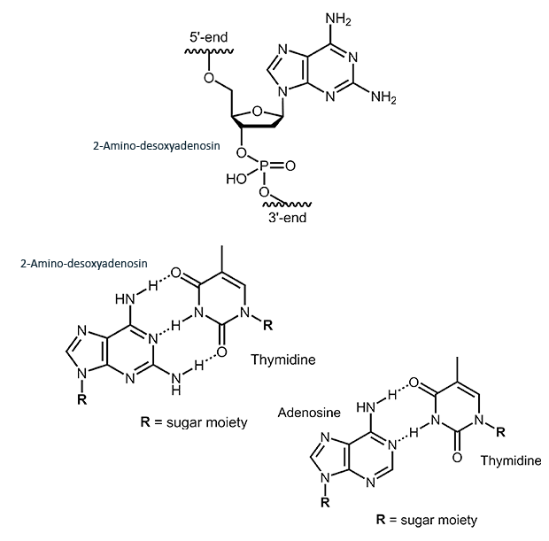 2-Amino-deoxyadenosine