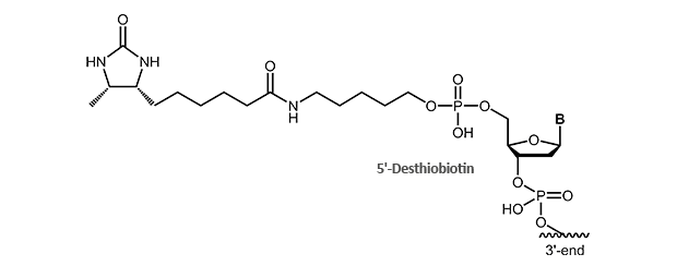 5´-Desthiobiotin