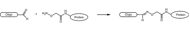 Reaction scheme of an aldehyde-labelled oligonucleotide and an AOA-coupled protein.