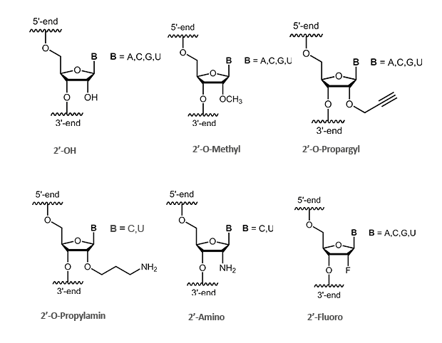 2´-modifizierte RNA