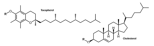 Tocopherol und Cholesterol