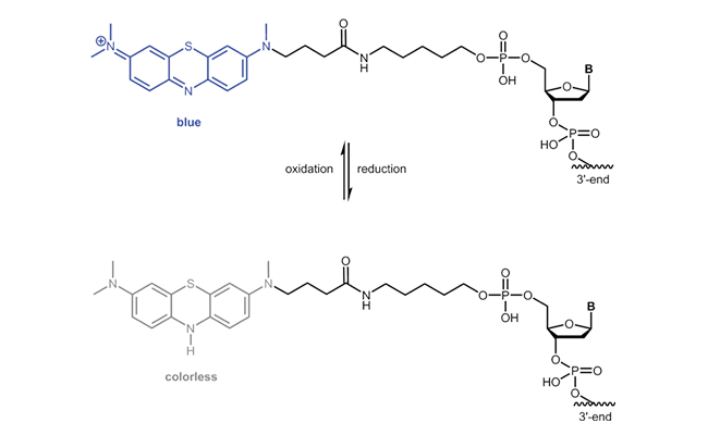 Oxidised and reduced form of Ferrocene