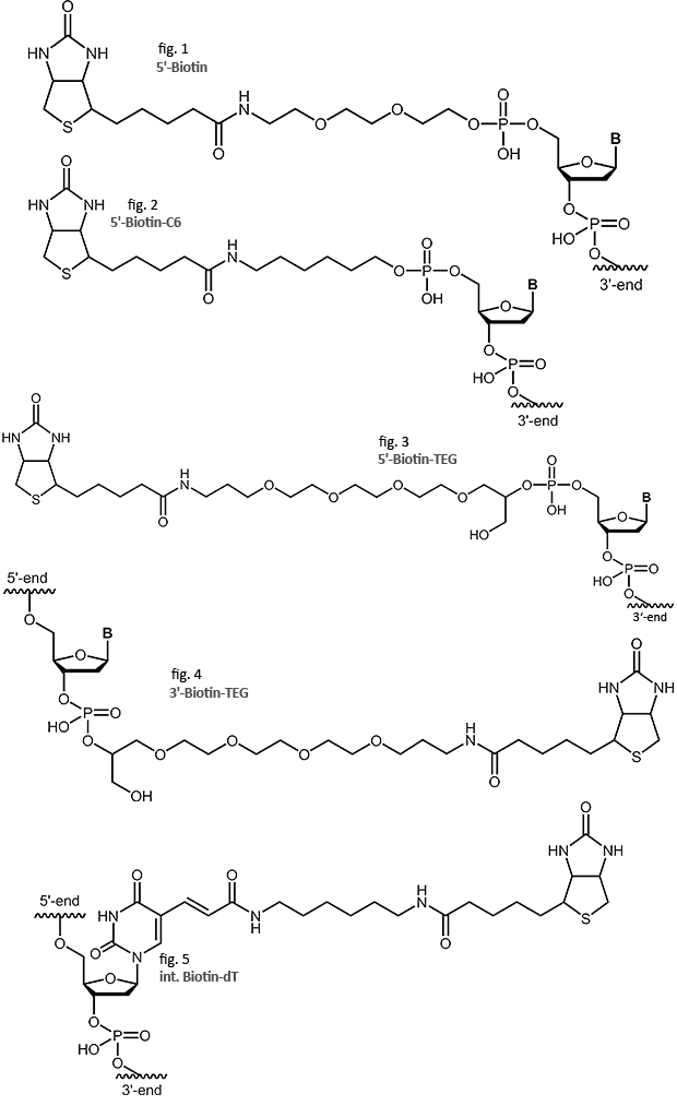 Haptens Oligonucleotides