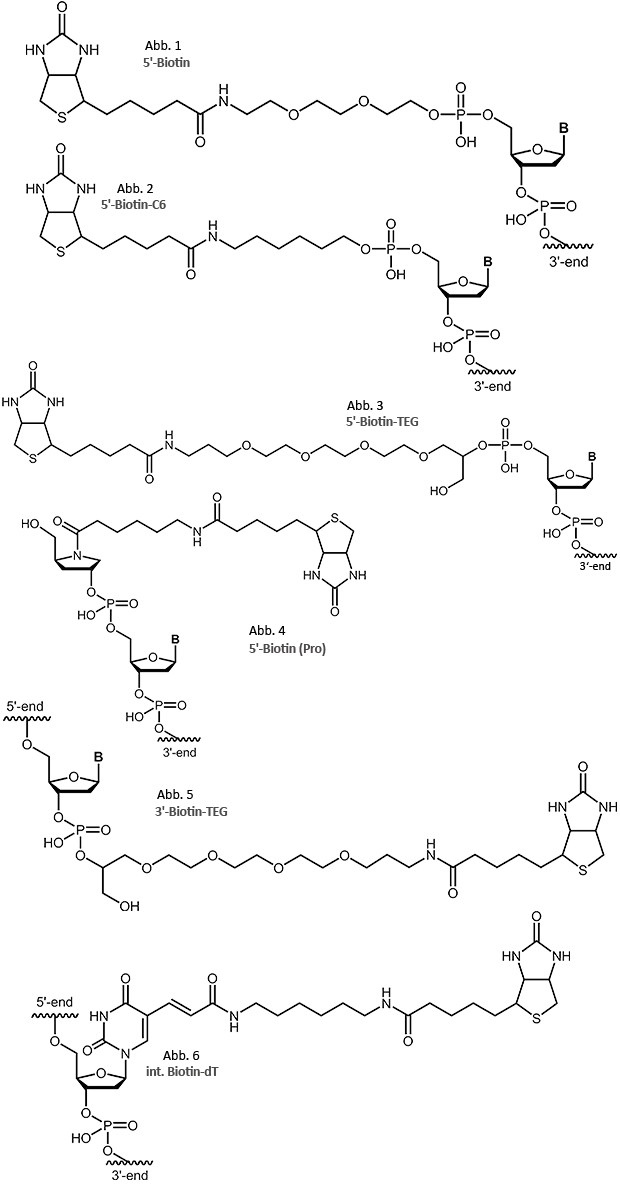 terminale oder interne Biotinmodifikation 