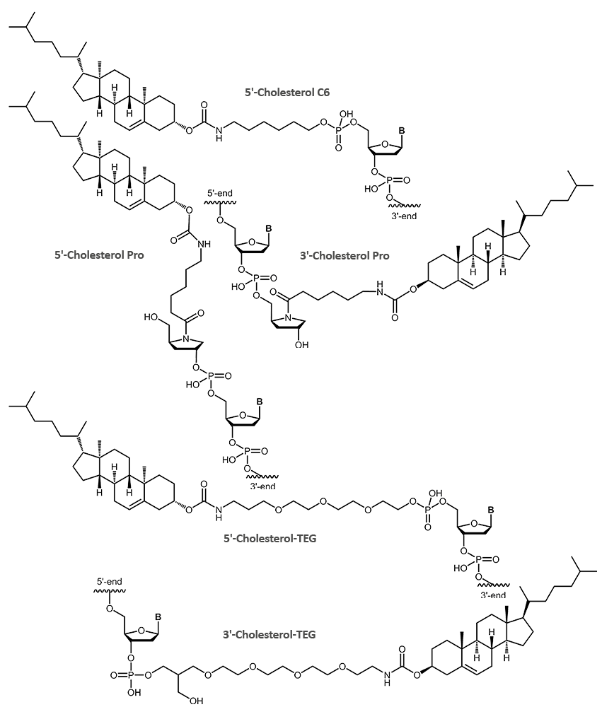 Cholesterol at the 3´- or 5´-terminus 