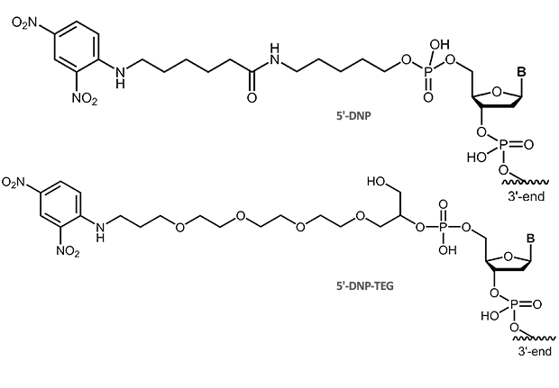 5´-Dinitrophenol DNP