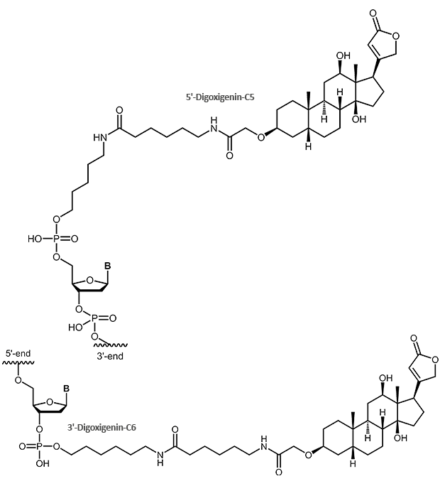 Digoxigenin am 3´-oder 5´-Terminus eines Oligonucleotids