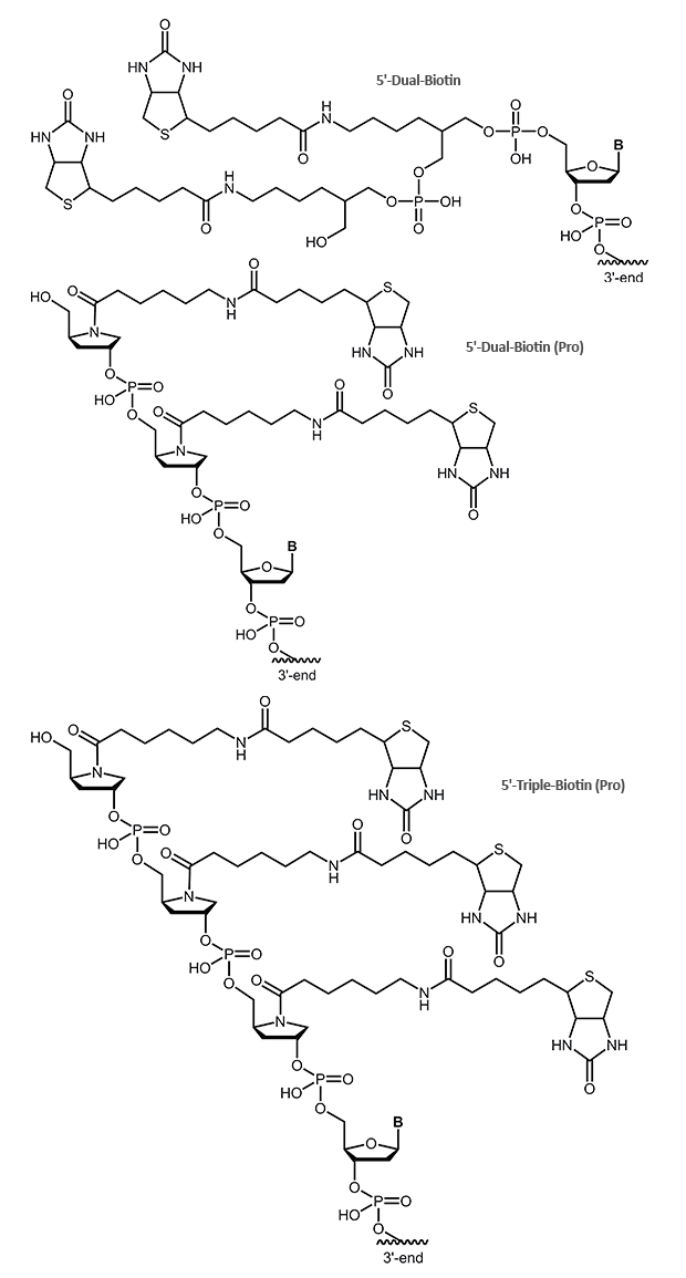 5´-Dual-Biotin