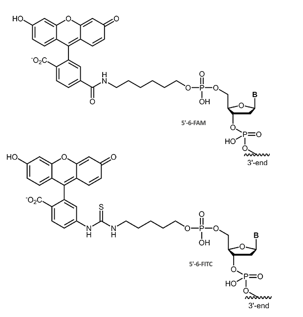 5´-Fluorescein FAM, 5´-FITC