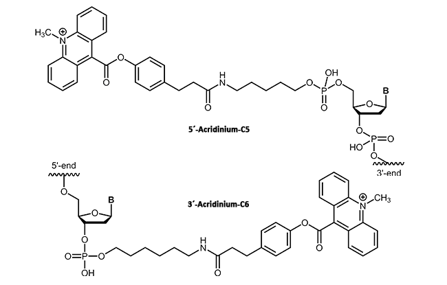 Acridinium Ester als 3´- oder 5´-Modikation 