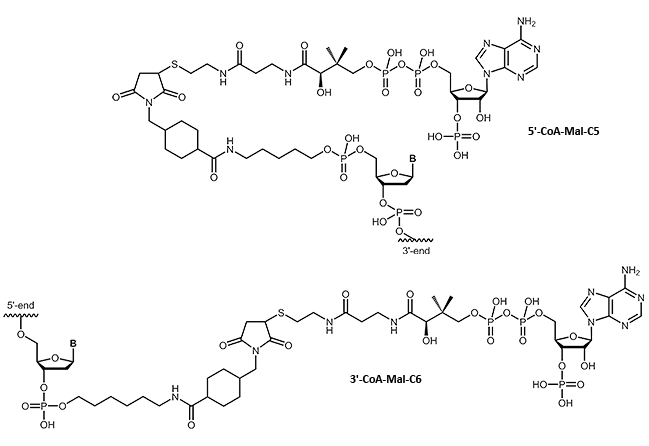 Coenzyme A at the 3´- or 5´-end of an oligonucleotide