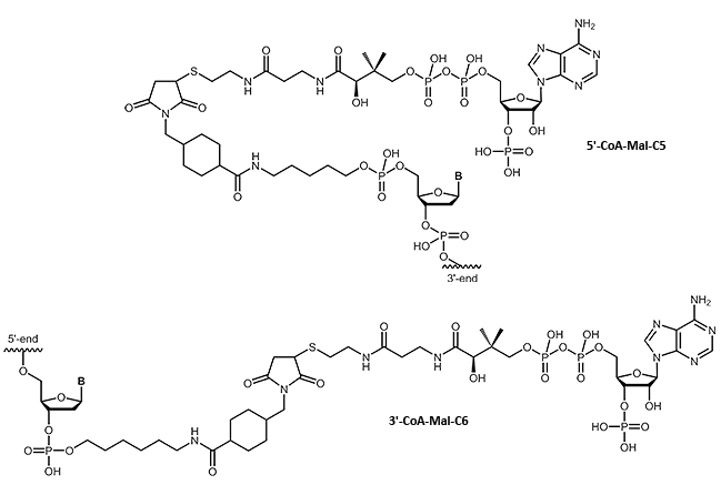 Coenzym A als 3´- oder 5´-Modifikation