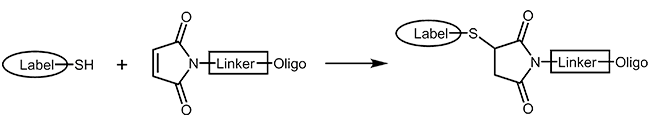 thiol and maleimide