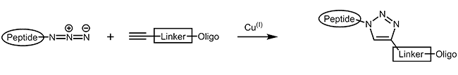 Oligonucleotide peptide conjugate with alkyne azide linkage 