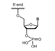 3´-Phosphat