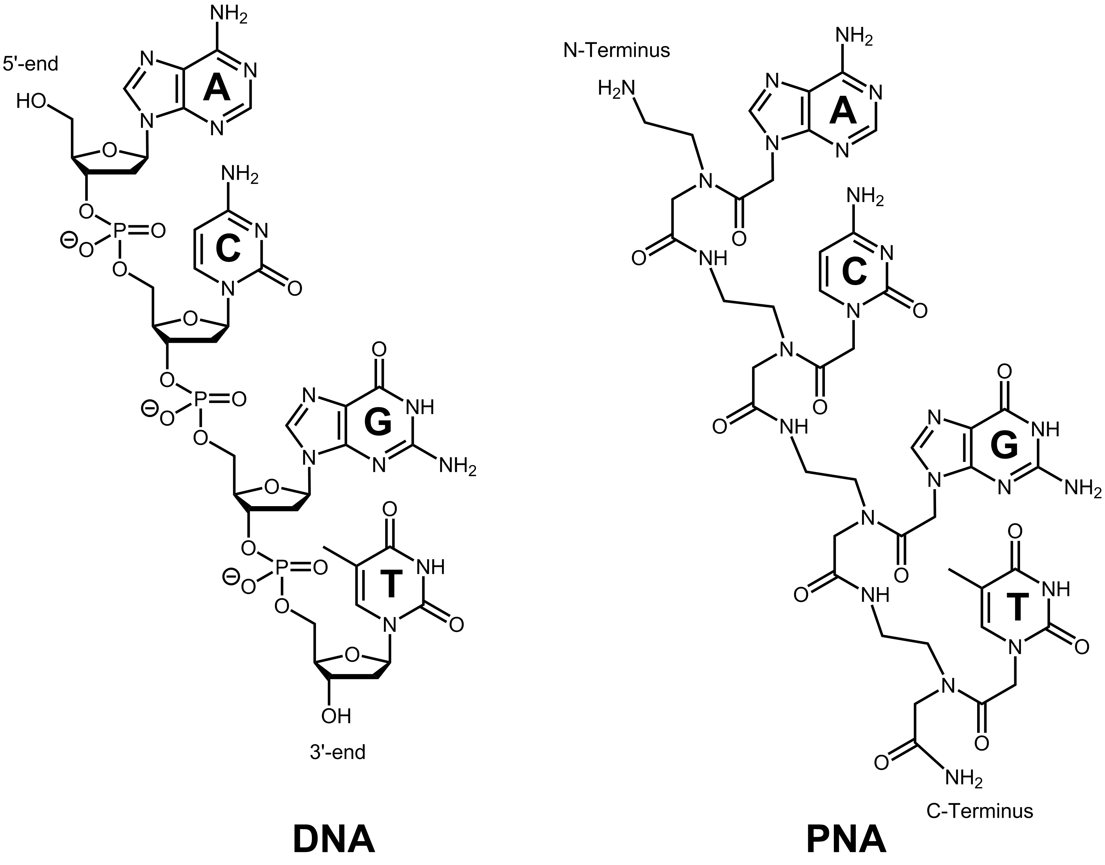 PNA Molekül