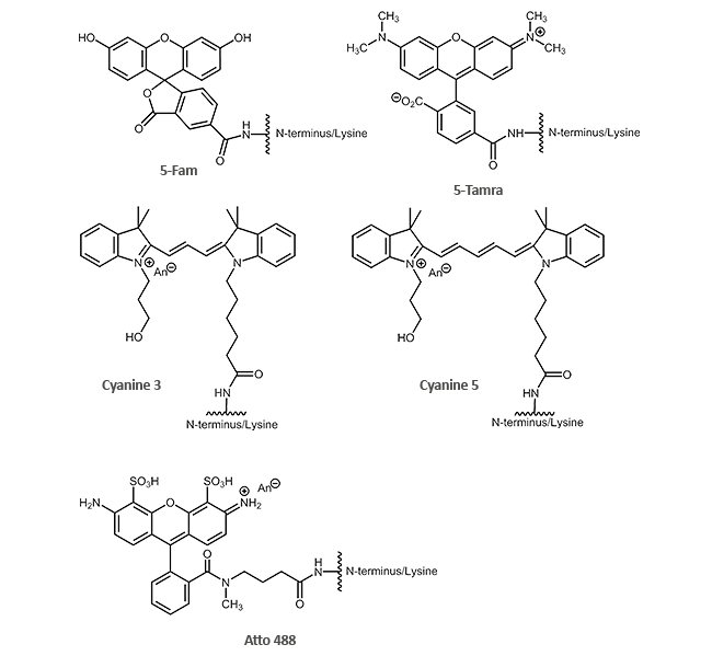 N-/C-terminal and internal dye modifications