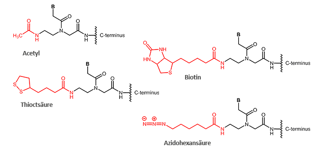 N-terminal modifications