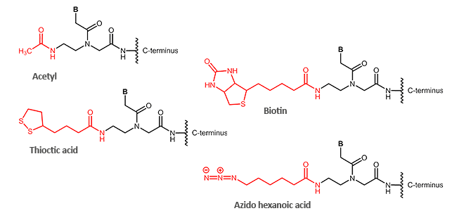 N-terminal modifications