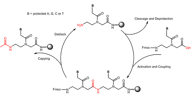 PNA synthesis