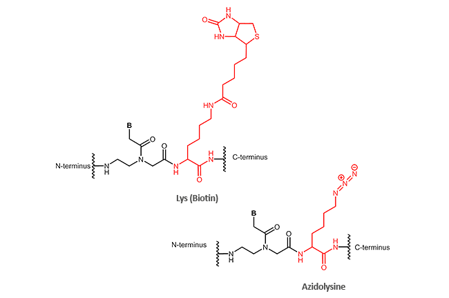 C-terminal modifications