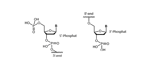 Phosphate modification at the 3´- or 5´-end 