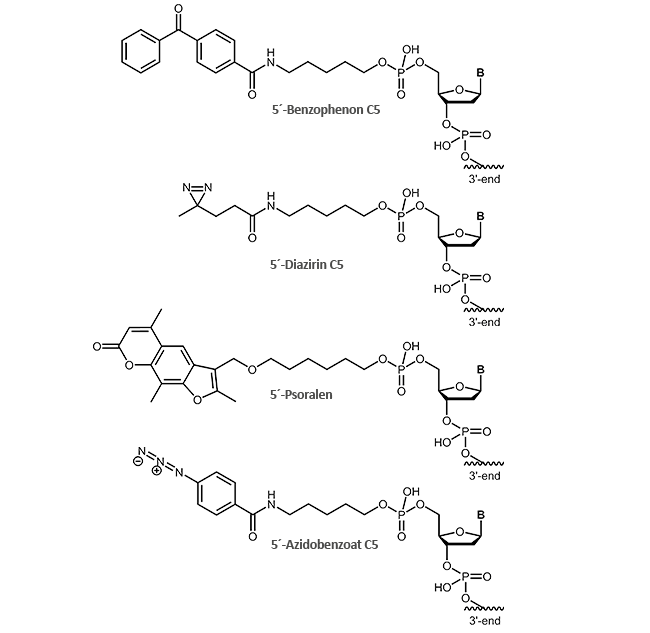 Photocrosslinker: Diazirin, Azidobenzoat, Psoralen