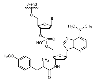 Puromycin als 3´-Modifikation 