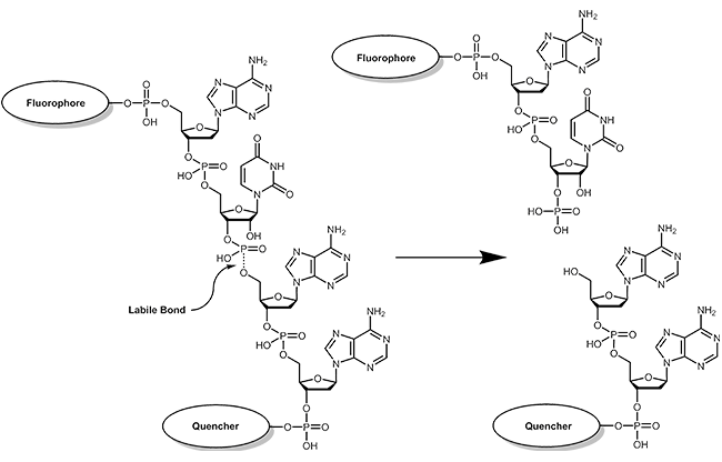 Fluoreszenzfreisetzung nach RNase Substratspaltung