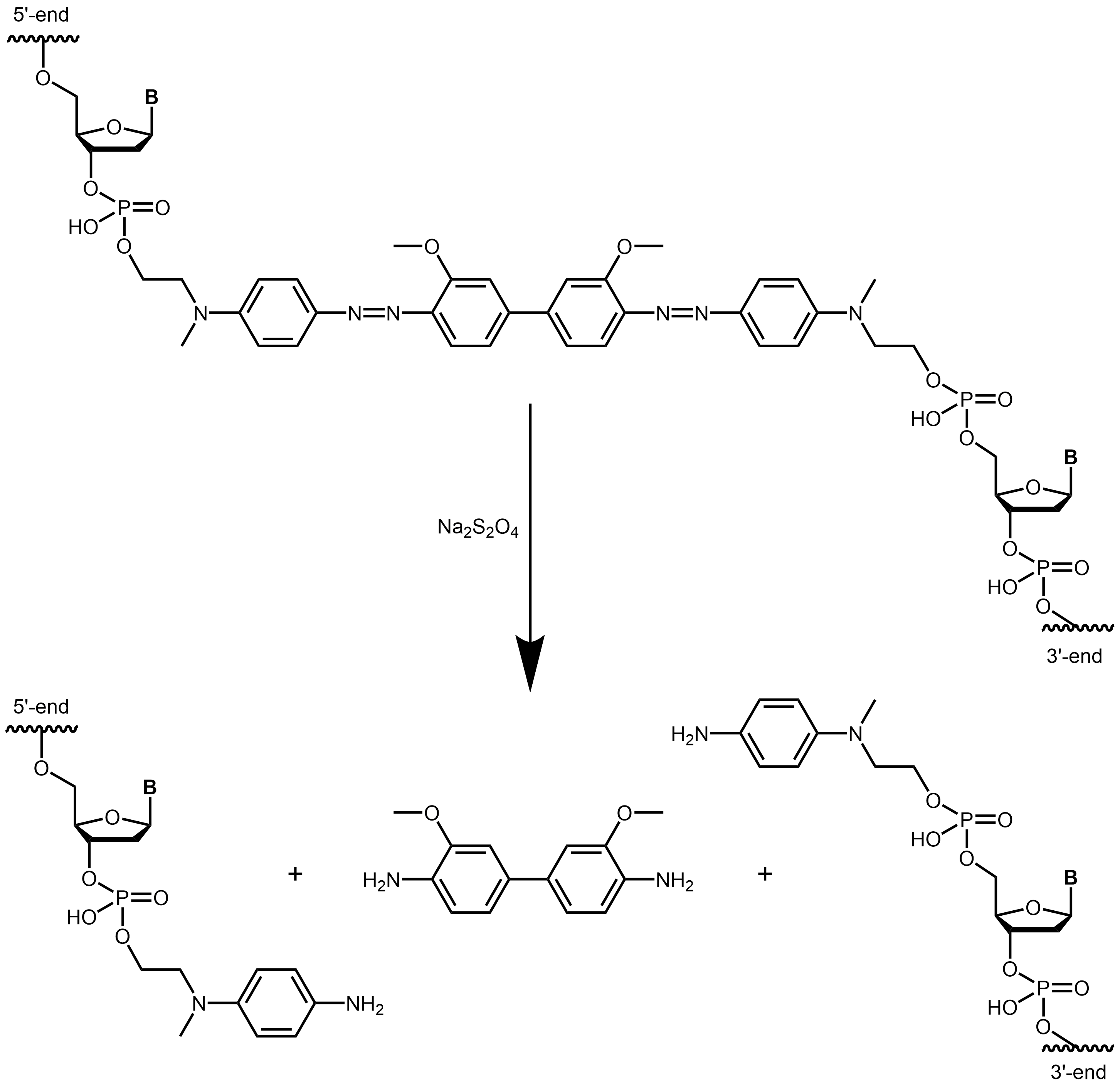 Reaktive Spaltung BMN-Q521 Reduktive Spaltung eines Oligos mit internem BMN-Q521