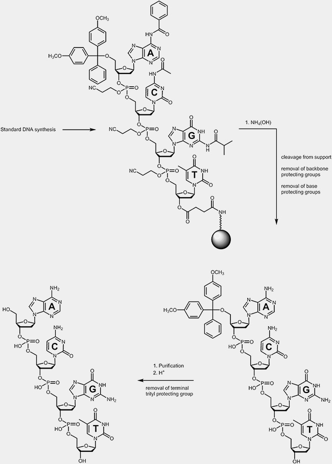 Entschützungsprozess eines Oligonucleotids während der Synthese