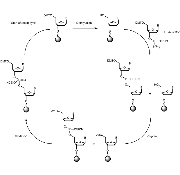 chemische Synthese von Oligonucleotiden