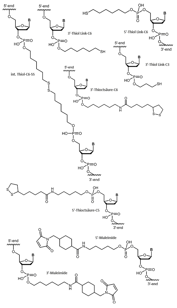 Thiol und Maleimide