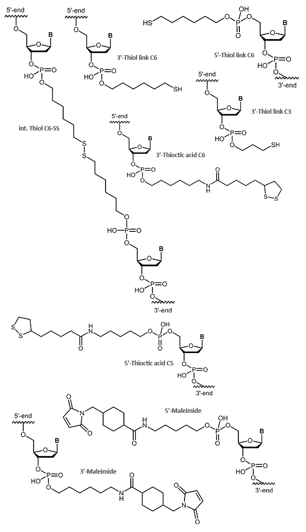 Thiol and Maleimide