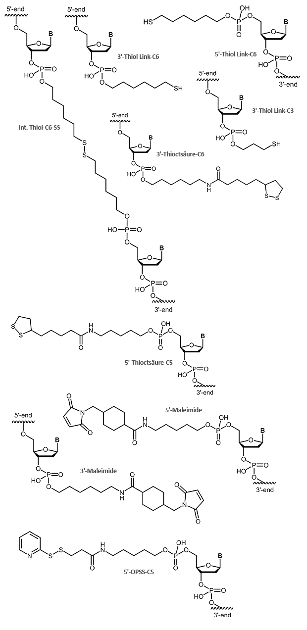 Thiol and Maleimide