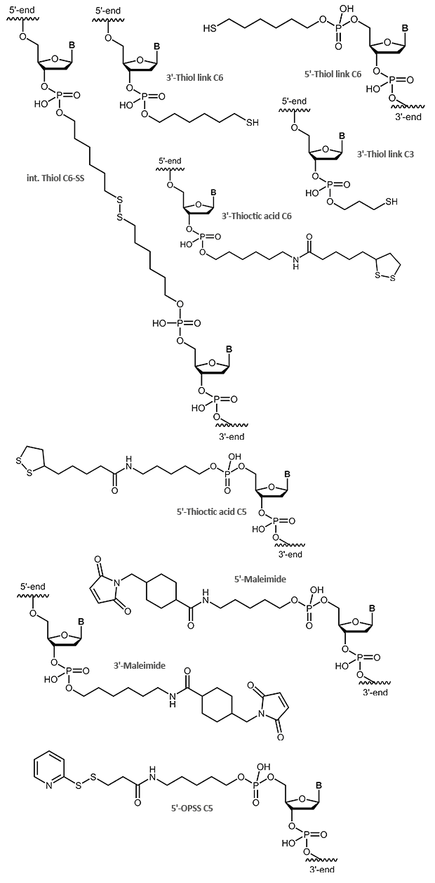 Thiol and Maleimide