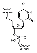 2´-deoxyuridine dU