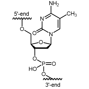 5-Methyl-Desoxycytidin (5-Me-dC) Interne Modifikation: 5-Methyl-Desoxycytidin