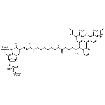 Atto 532 Interne Modifikation: Chemische Struktur des dT-Atto 532 gebunden an ein Oligonucleotid