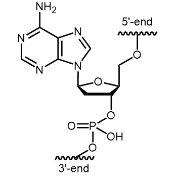 ß-L-dA Interne Modifikation: ß-L-dA