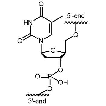 ß-L-dT Interne Modifikation: ß-L-dT