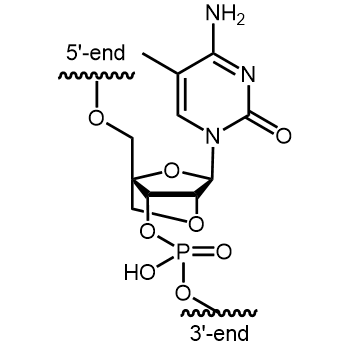Locked Nucleic Acid-C Interne Modifikation: Locked Nucleic Acid C (loc MeC)
