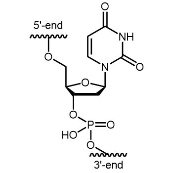 2'-dUridine (2'-dU) Internal modification: 2'-dUridine
